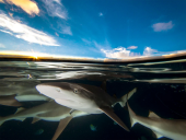 Over Under Photography Sharks