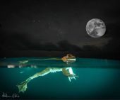 Underwater Photo with the Full-Moon